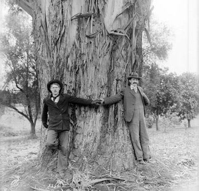 Two men demonstrate the girth of a 25-year-old eucalytpus tree on the L. J. Rose ranch in Rosemead, circa 1900. Courtesy of the Title Insurance and Trust / C.C. Pierce Photography Collection, USC Libraries. Two men demonstrate the girth of a 25-year-old eucalytpus tree on the L. J. Rose ranch in Rosemead, circa 1900. Courtesy of the Title Insurance and Trust / C.C. Pierce Photography Collection, USC Libraries.